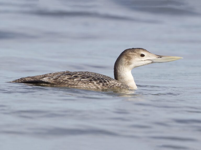 Yellow-billed Loon