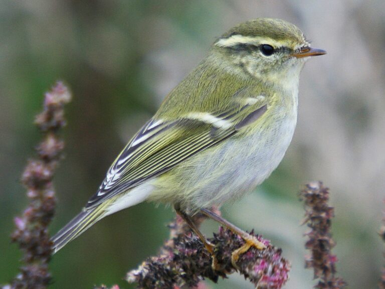 Yellow-browed Warbler