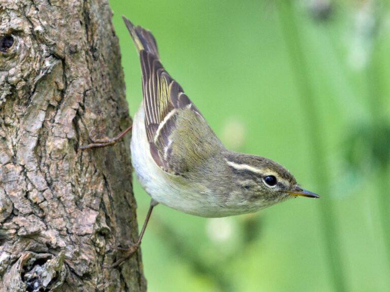 Yellow-browed Warbler