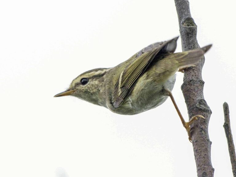 Yellow-browed Warbler