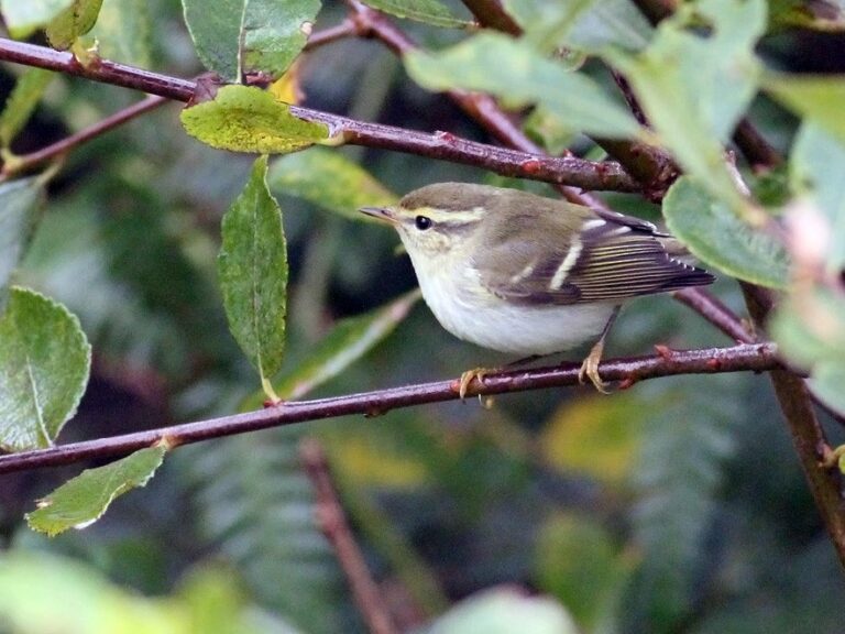 Yellow-browed Warbler