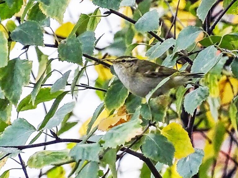 Yellow-browed Warbler