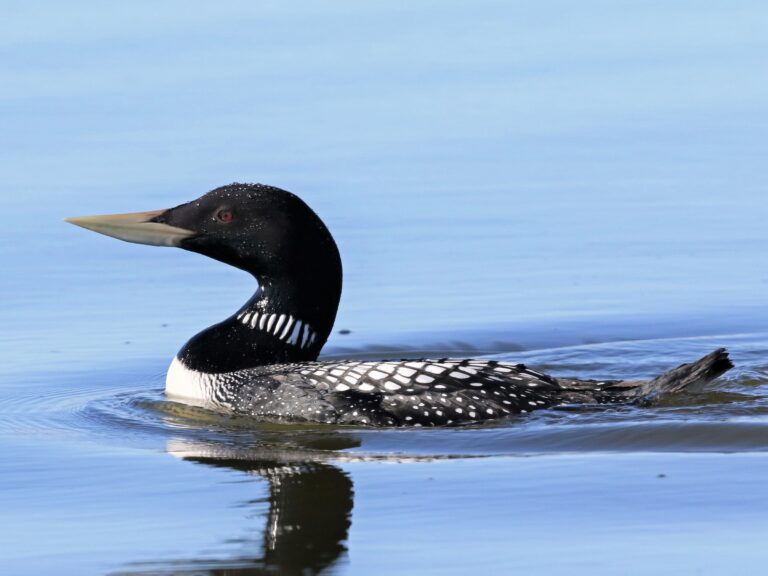 Yellow-billed Loon