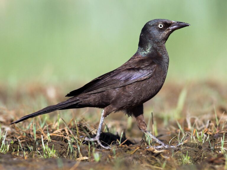 Grackle Bird