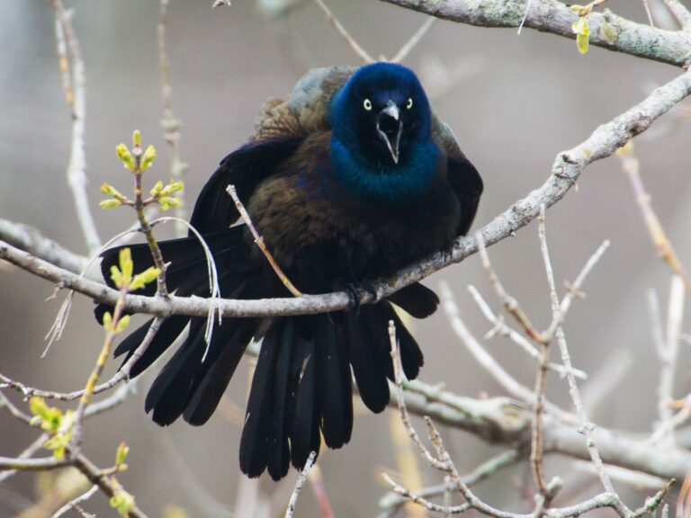 Grackle Bird