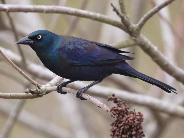Grackle Bird