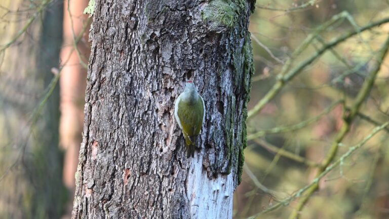 Grey-headed Woodpecker