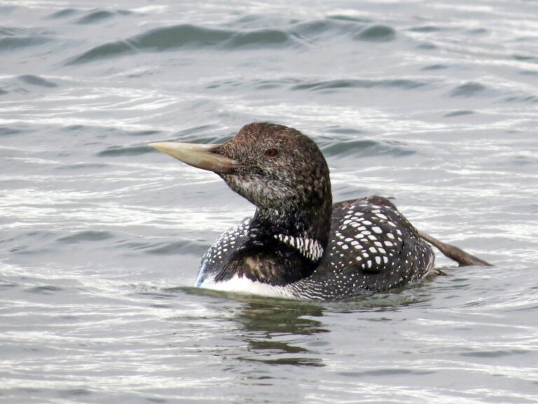 Yellow-billed Loon