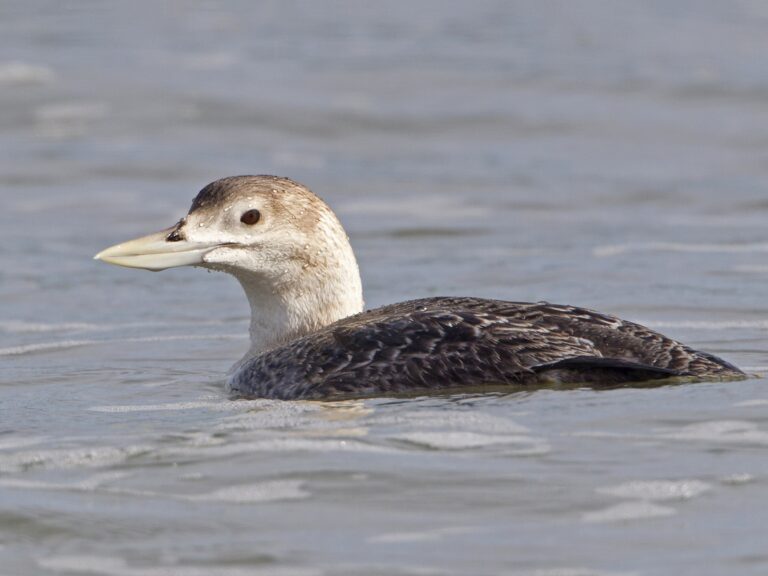 Yellow-billed Loon