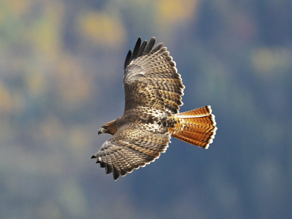 eagle vs hawk
