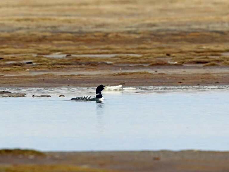 Yellow-billed Loon