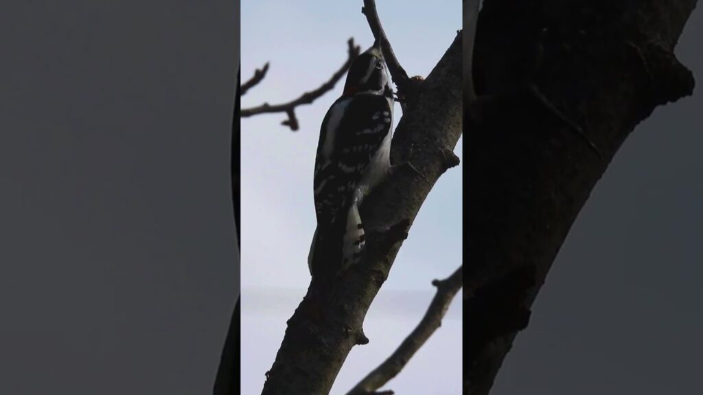 Downy Woodpecker