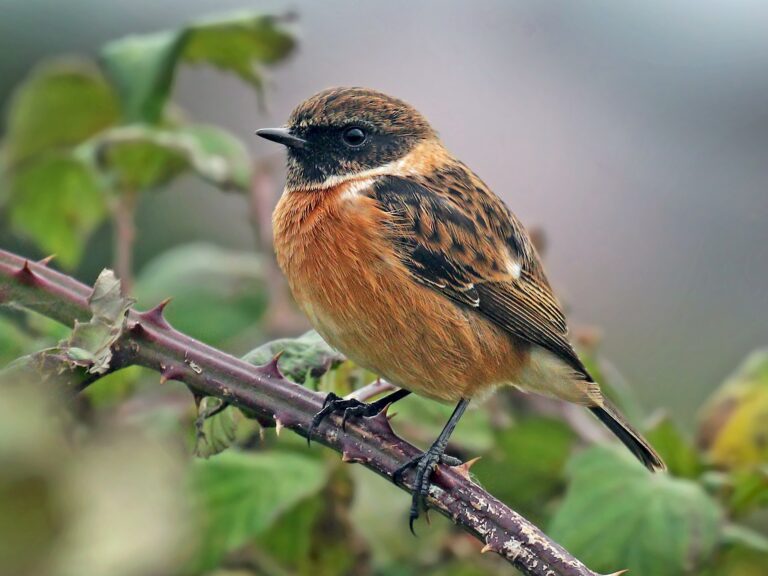 European Stonechat