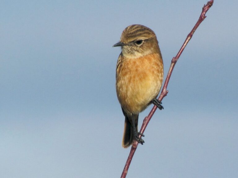 European Stonechat