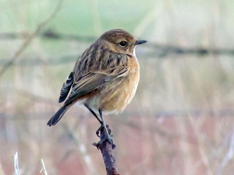 European Stonechat