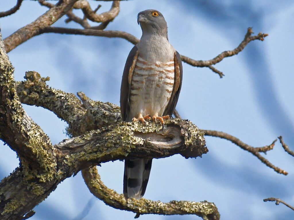 African Cuckoo-Hawk