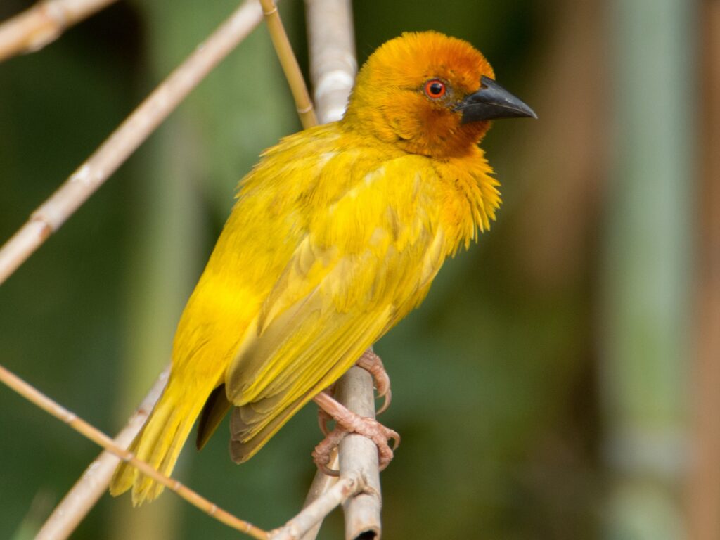 African Golden-Weaver