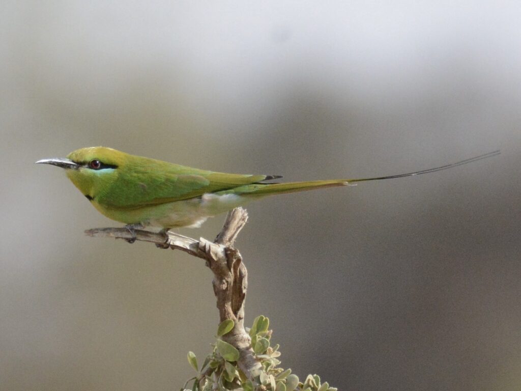 African Green Bee-eater