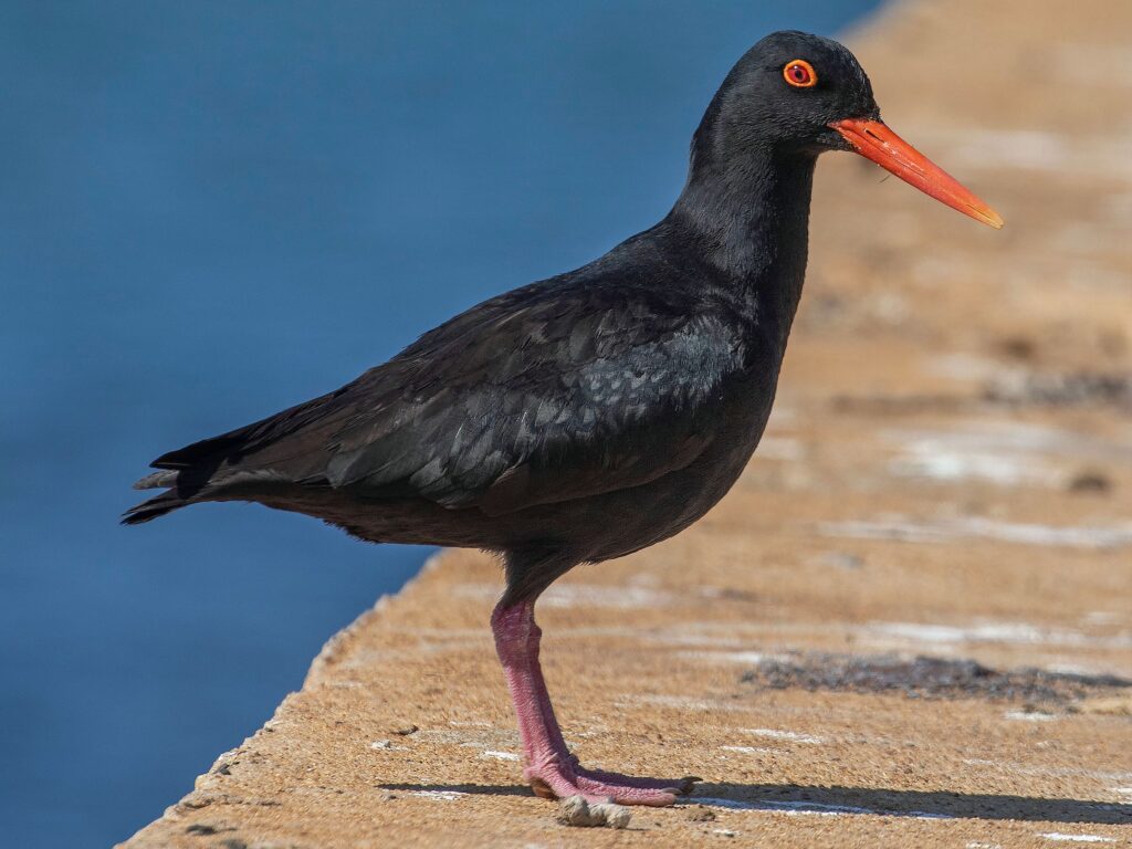 African Oystercatcher