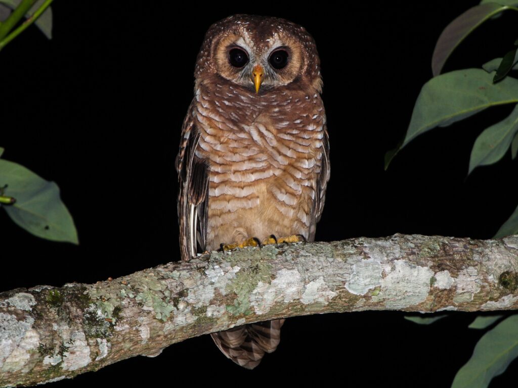 African Wood-Owl