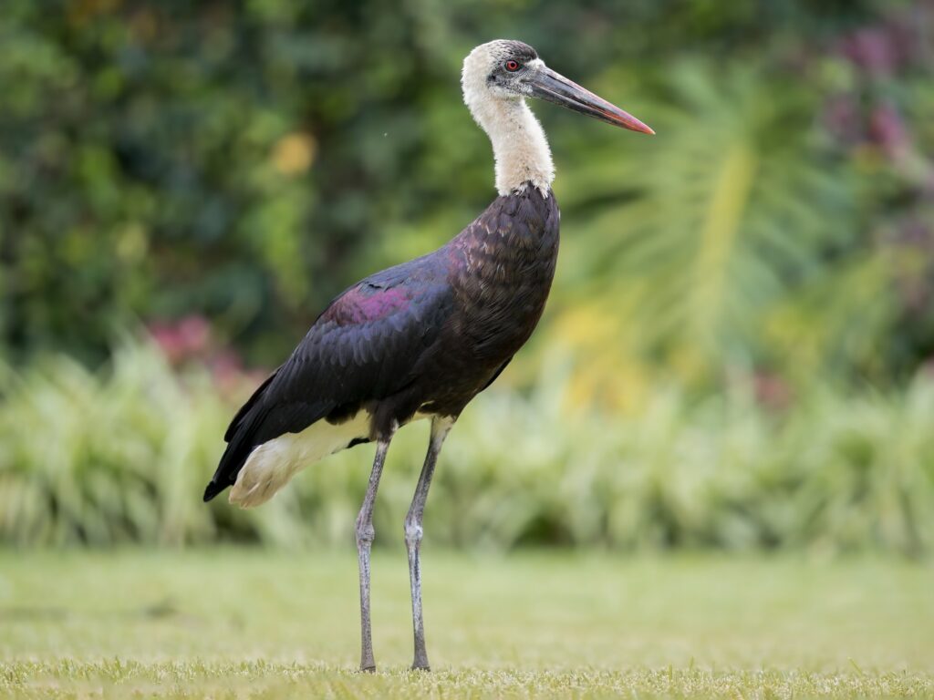 African Woolly-necked Stork