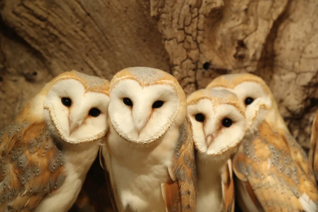 mama owl