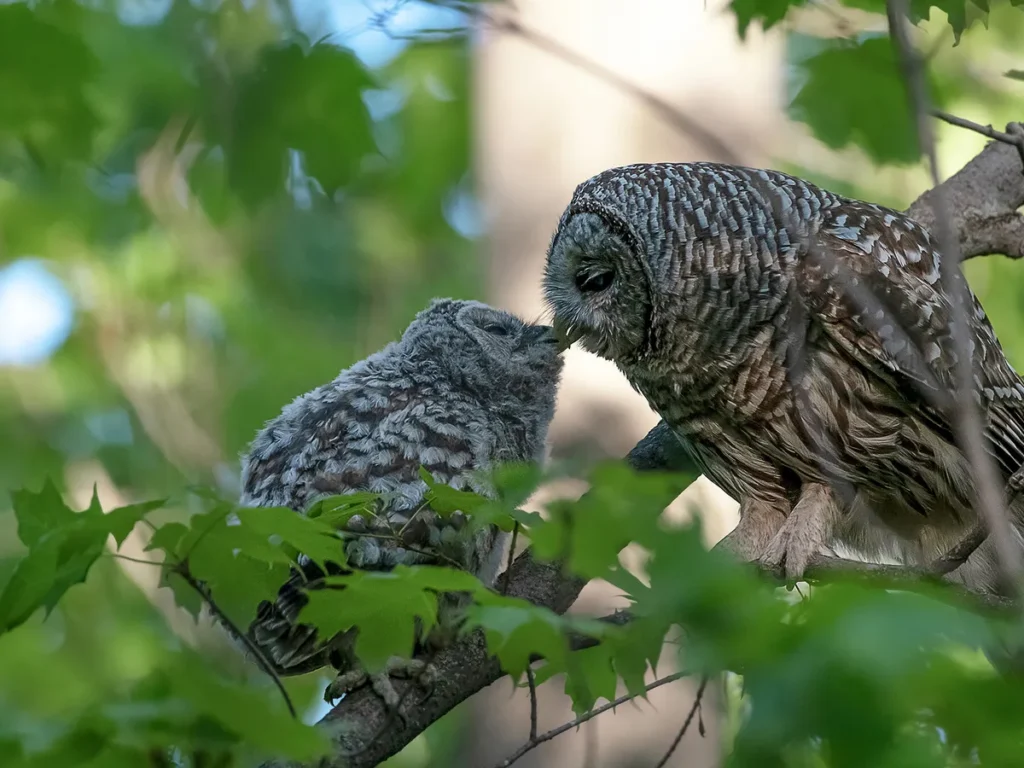 mama owl