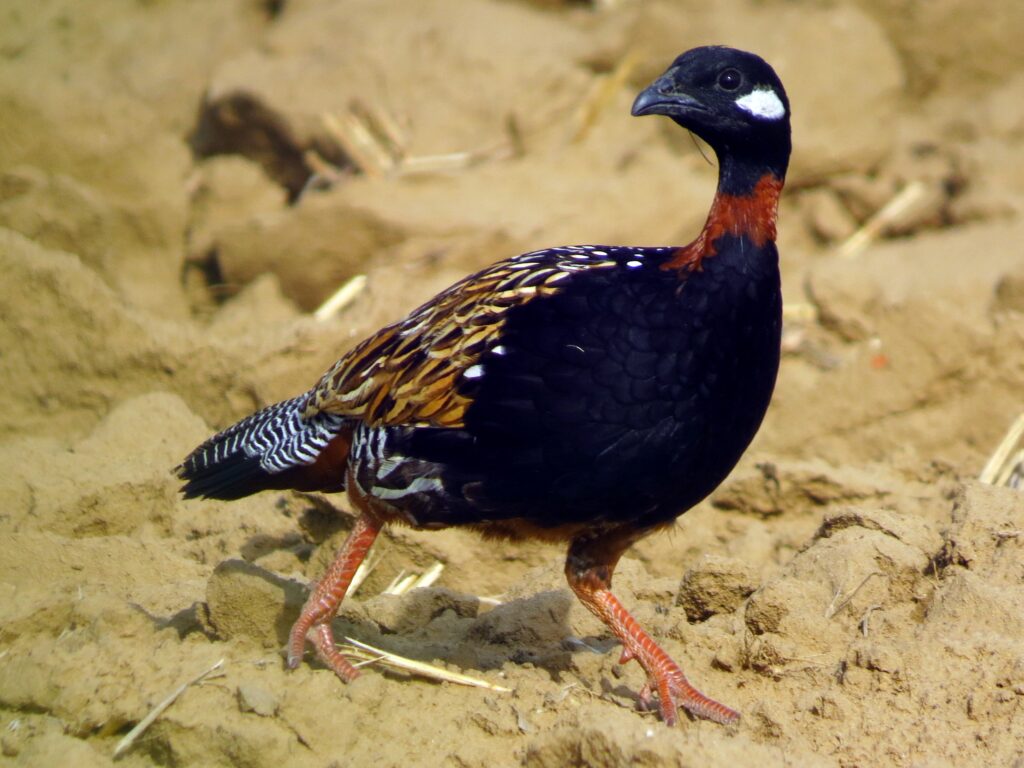 Black Francolin