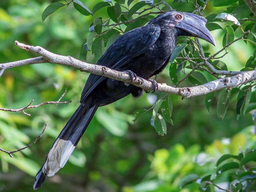 Black Hornbill
