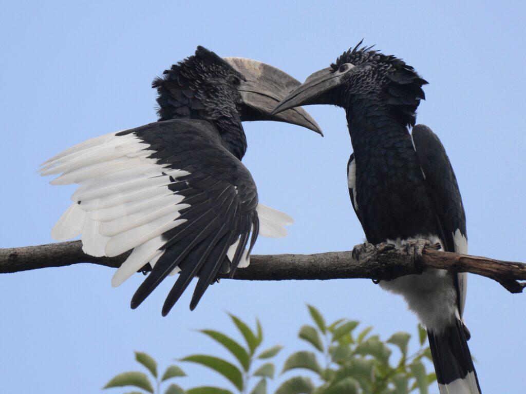 Black-and-white-casqued Hornbill