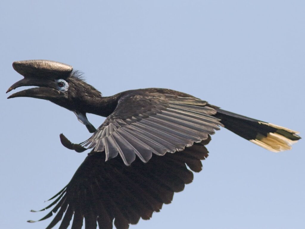 Black-casqued Hornbill