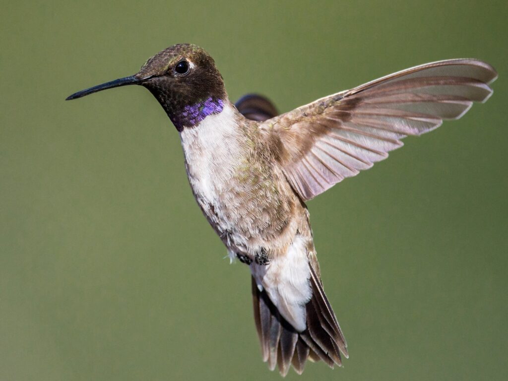 Black-chinned Hummingbird