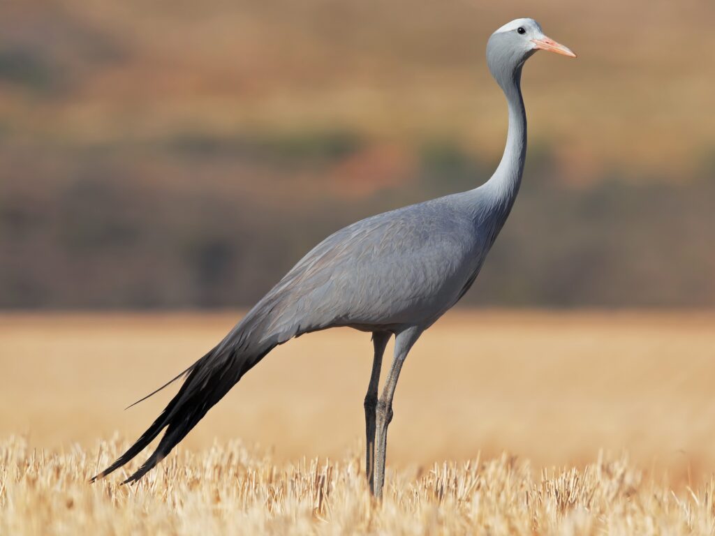 Blue Crane