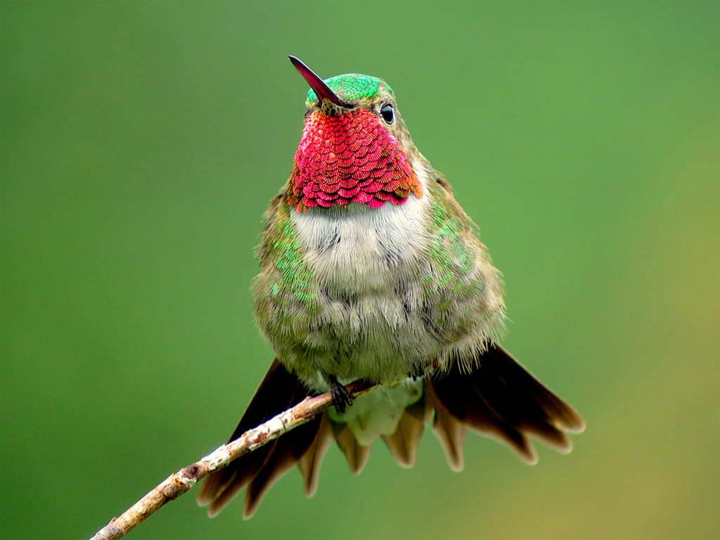 Broad-tailed Hummingbird