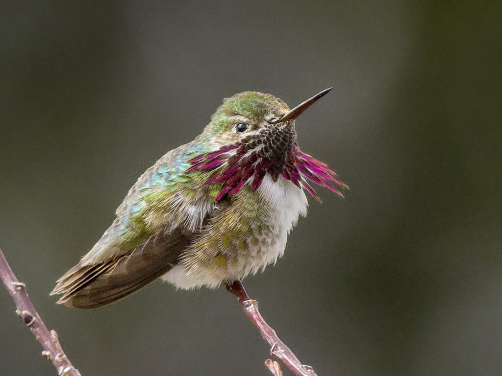 Calliope Hummingbird