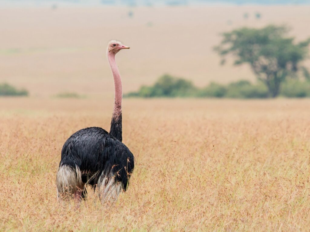 Common Ostrich
