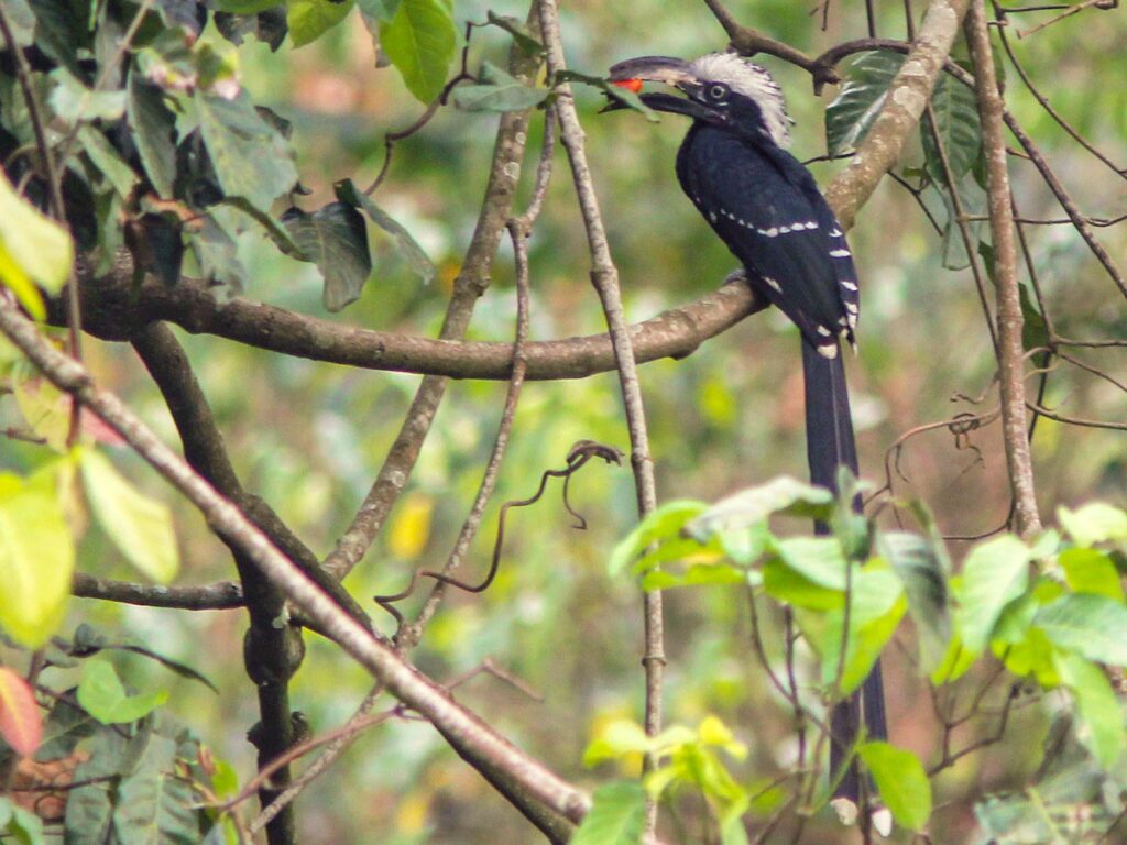 Eastern Long-tailed Hornbill
