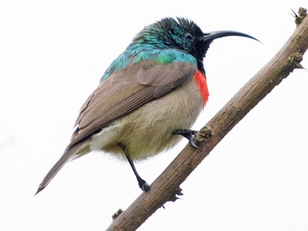 Eastern Miombo Sunbird
