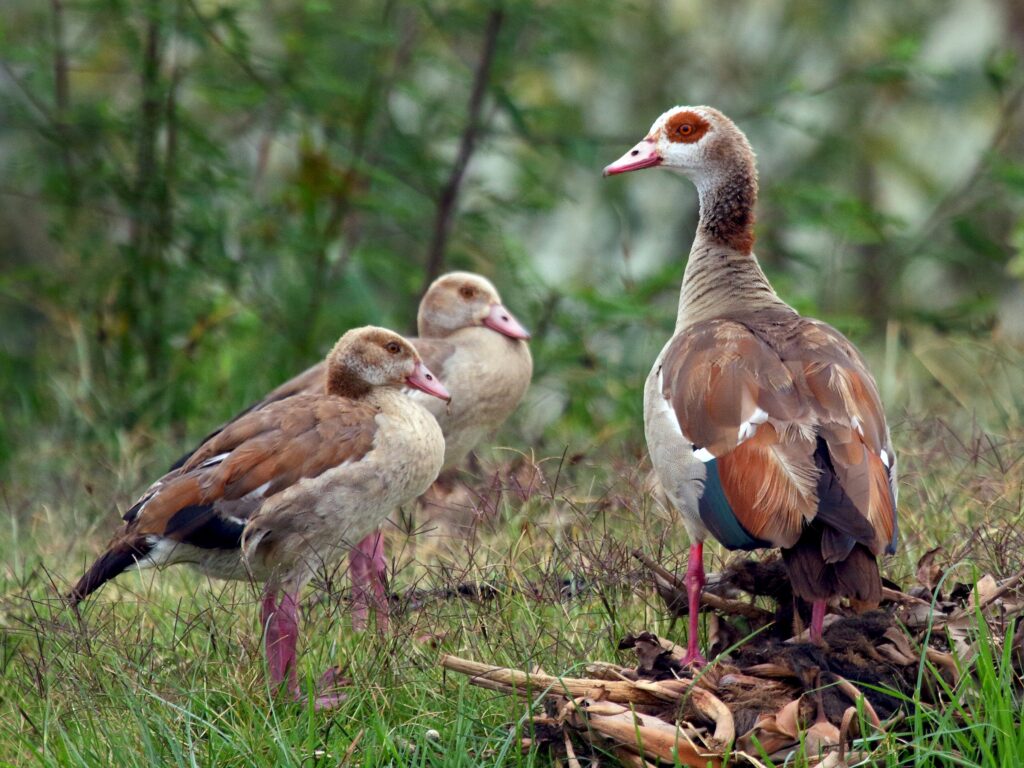 Egyptian Goose
