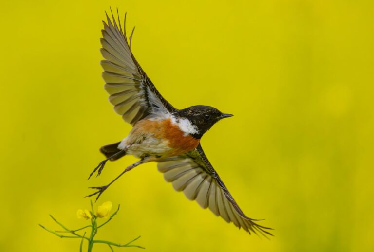 European stonechat