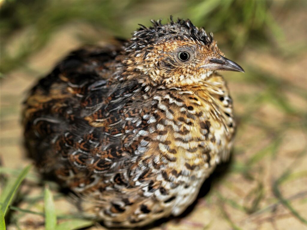 Fynbos Buttonquail