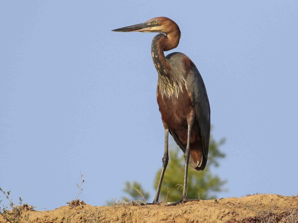 Goliath Heron