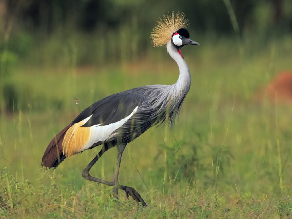 Gray Crowned-Crane