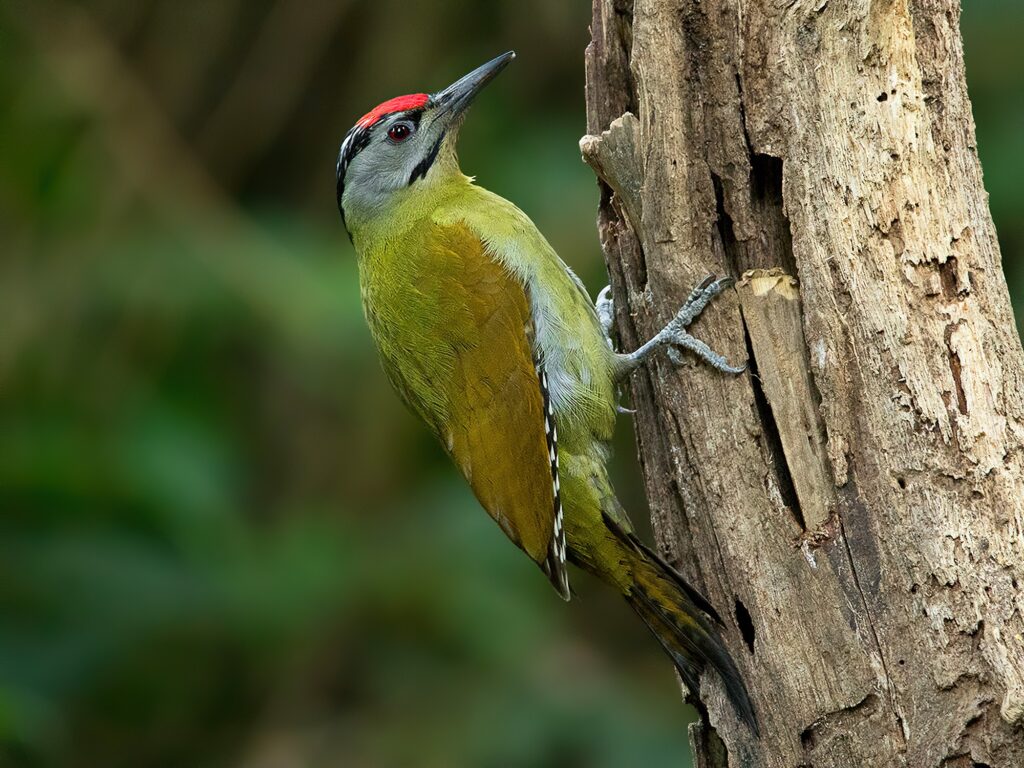 Grey-headed Woodpecker