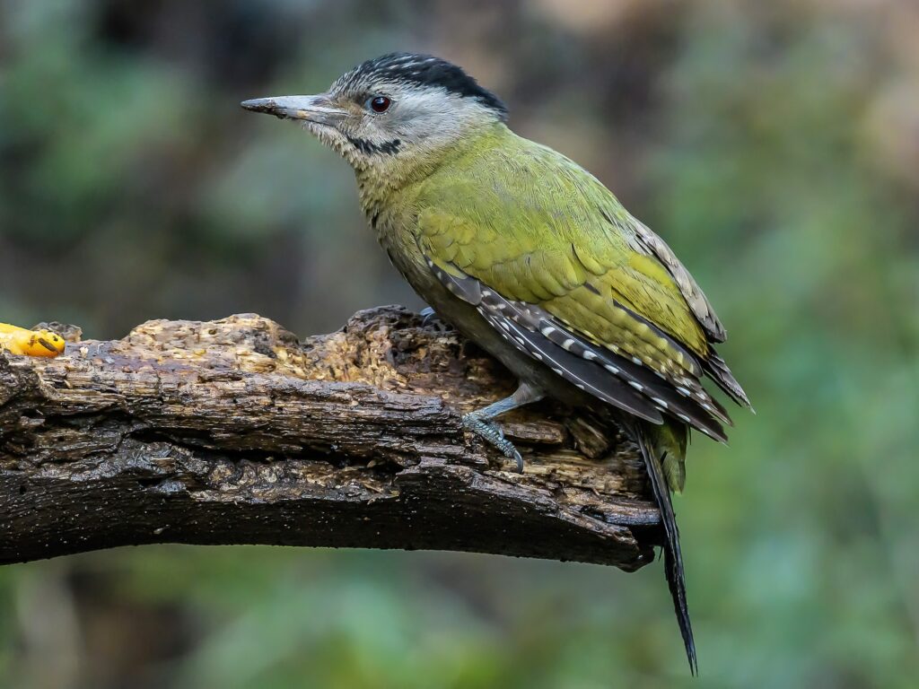Grey-headed Woodpecker