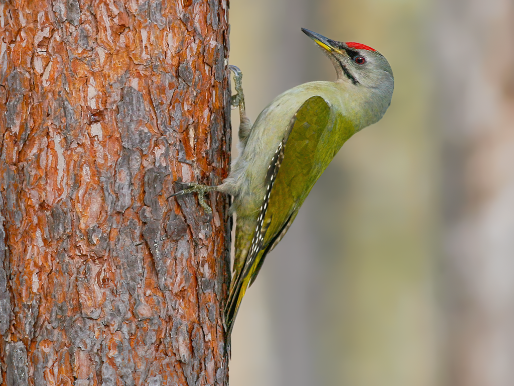 Grey-headed Woodpecker
