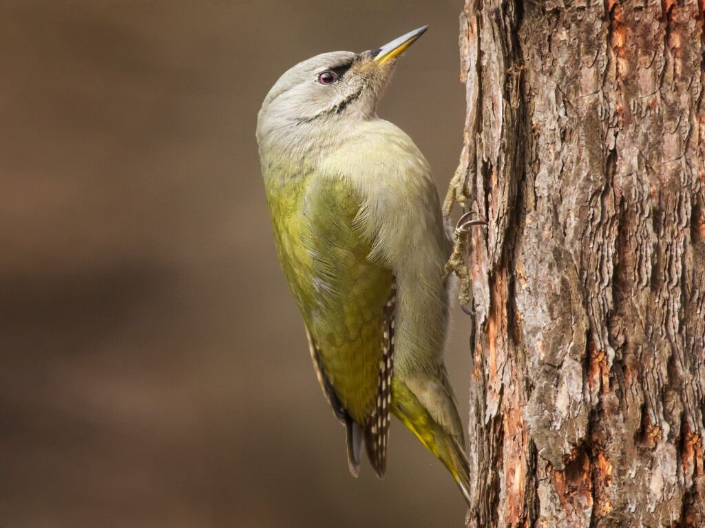 Grey-headed Woodpecker