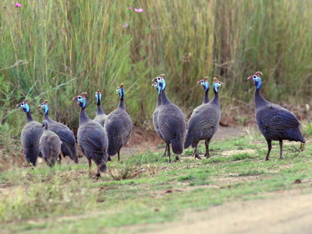Helmeted Guineafowl