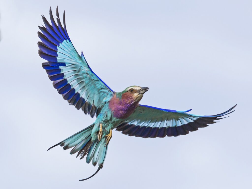 African Birds