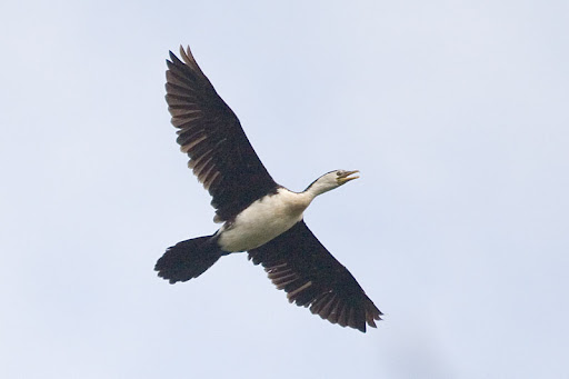 Little Pied Cormorant